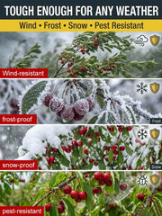 View [No fruit, full refund] Premium Giant Sweet Cherry Sapling image 6