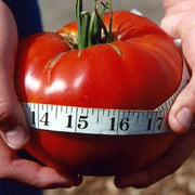 View Giant Delicious Tomato / Up to 2kg (20 Seeds a Pack) image 2