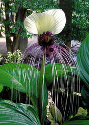 View Angel Trumpet Double Purple Flower Seeds Brugmansia Datura image 2