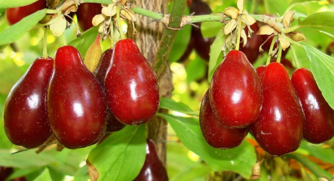 RARE Miracle fruit seeds, Miracle berry