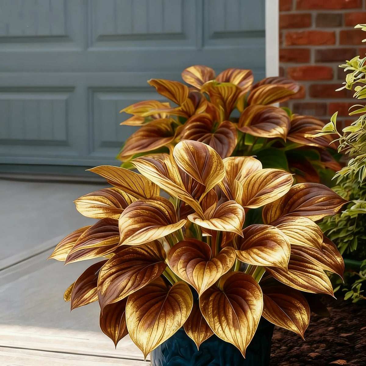 🔥Celebrate America's 250th 🌱Premium Rare Hosta Seeds🌿Shade-Tolerant Plant