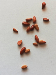 View Gold Red Rose Seeds image 2