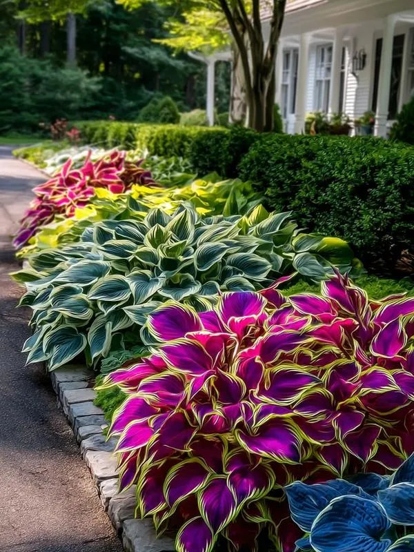 Mix Rare Hosta Flower Seeds
