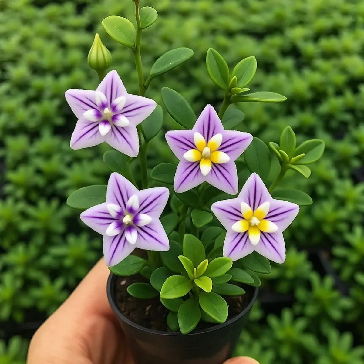 ⭐ Hoya Bulbs – Exotic Beauty that Lasts Indoors & Out⭐