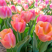 View Bonsai Rare Color Tulip Seeds #16 image 2