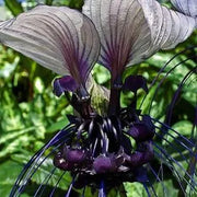 View Rare Exotic White Bat Flower image 2