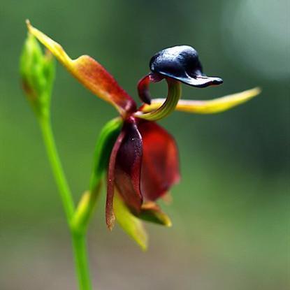 Flying Duck Orchid Seeds – Grow Your Own Rare and Unique Purple Duck Orchids! 🌿🦆