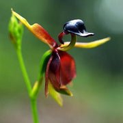View Flying Duck Orchid Seeds – Grow Your Own Rare and Unique Purple Duck Orchids! 🌿🦆 image 3