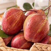 View Pyrus pyrifolia 'Nijisseiki'🌈Rainbow Pear Seeds image 6