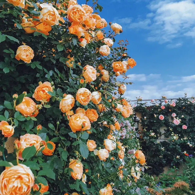 🌹[REPEATED FLOWERING]🌹CLIMBING ROSE SEEDS - HAPPINESS INCREASES