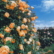 View 🌹[REPEATED FLOWERING]🌹CLIMBING ROSE SEEDS - HAPPINESS INCREASES image 5