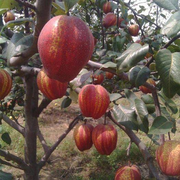 View Pyrus pyrifolia 'Nijisseiki'🌈Rainbow Pear Seeds image 4