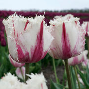 View Coldplay Tulip Seeds image 4