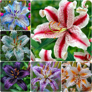 View Aurora Lily-Rare Exquisite Lily Bulbs 🌸 image 5