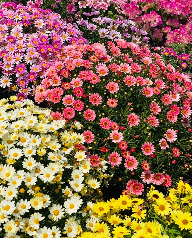 🌼Pest Killer: Pyrethrum Daisy Seeds