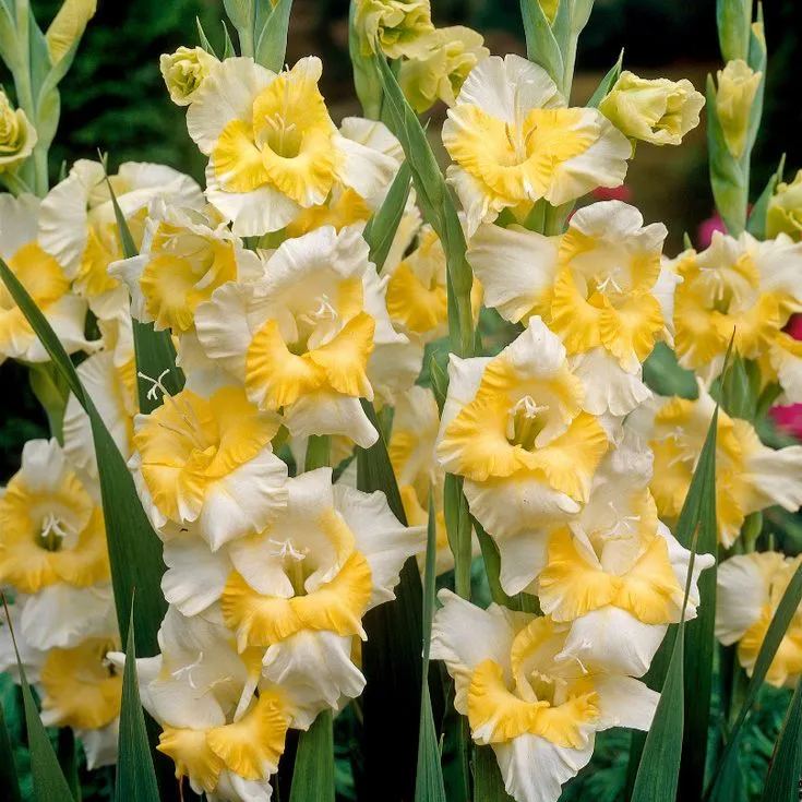 Fairy Kiss Gladiolus Corms🌺