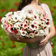 View Rainbow Red-White Anemone Seeds image 2