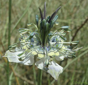 View Love in the Mist: Exploring the Enigmatic Beauty of Nigella Arvensis image 2