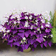 View Oxalis Triangularis Purple Shamrock Good Luck Plant image 5