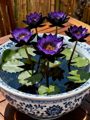 View 🌌💜 Shadow Essence Lotus – A Rare Beauty for Your Garden 🌸 image 1