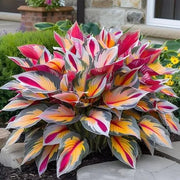 View 🌈RARE MULTI-COLORED HOSTAS SEEDS image 5