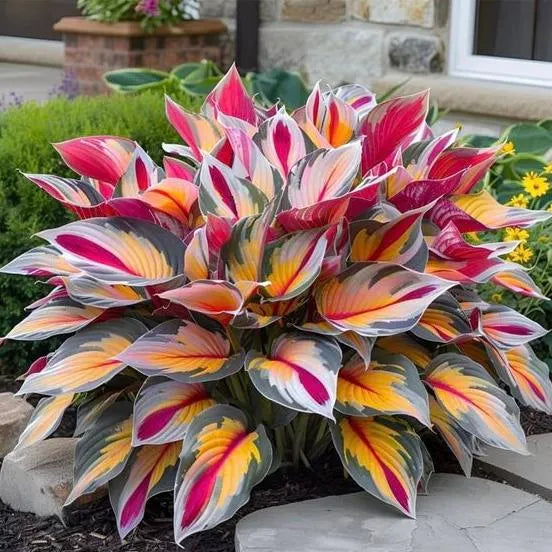 🌈RARE MULTI-COLORED HOSTAS SEEDS