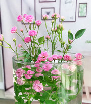 View Water Beauty Rose-Miniature bonsai roses, blooming all year round, potted flowers Ornamental bonsai, indoor plants image 1