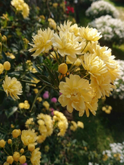 View Yellow Banks Rose Seeds image 2