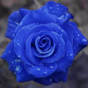 View 💙BLUE ENCHANTRESS ROSE SEEDS✨ image 3