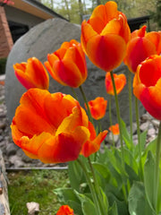 View Halley's Comet Jumbo Perennial Tulip Seeds image 4