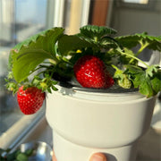 View Black Pearl Strawberry Seeds image 2
