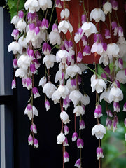 View Weeping Begonia flower Seeds image 5