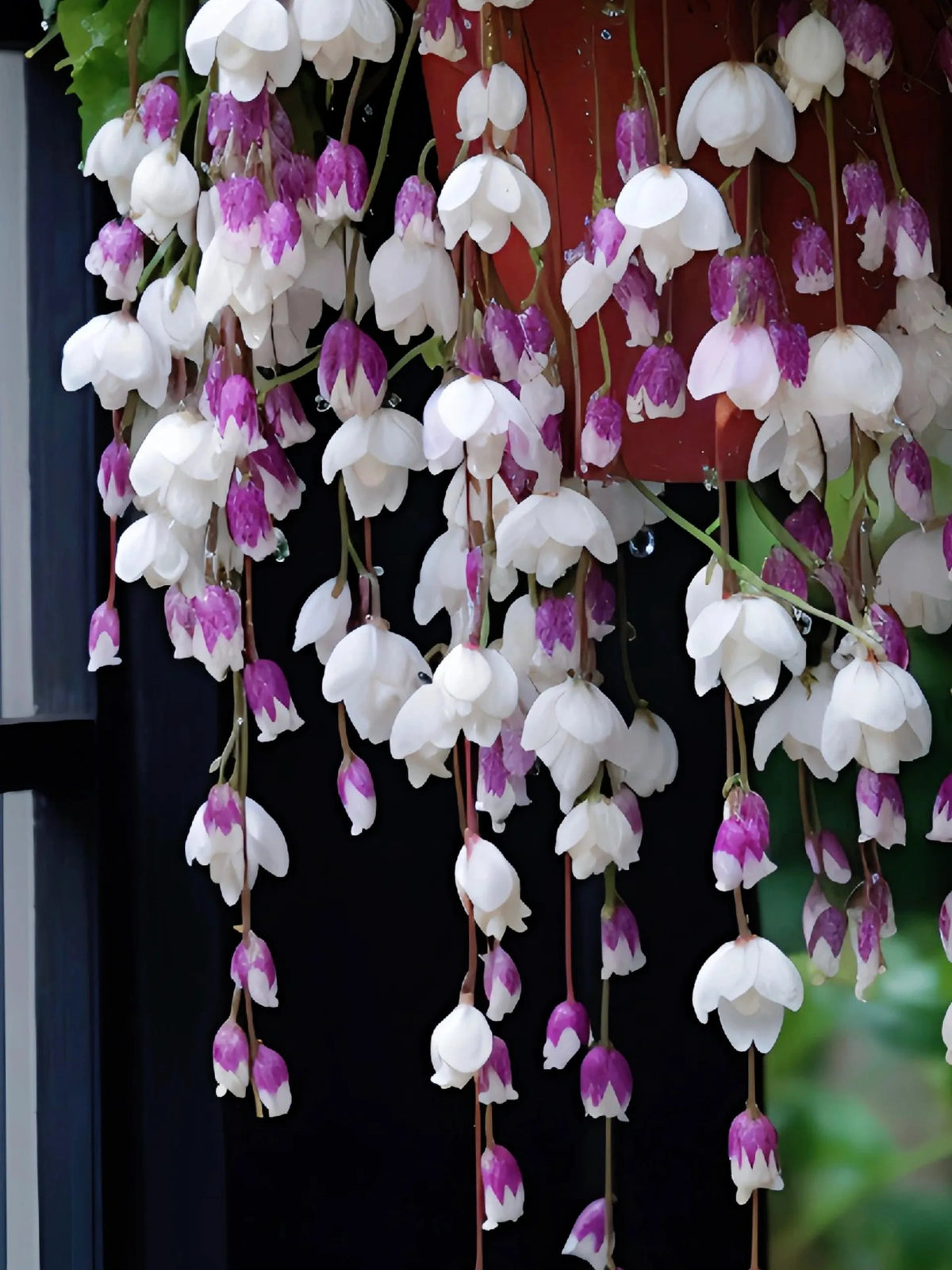 Weeping Begonia flower Seeds