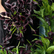 View Calla Lily Bulbs – The Magical Bloom That Never Fails image 2