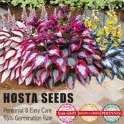 View 🌿 Rare Hosta Seeds — Premium, Shade-Loving Perennials with Lush Foliage🌈 image 1