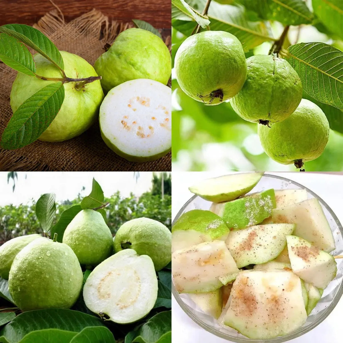 Guava Seeds--The Beauty Of Winter❄️
