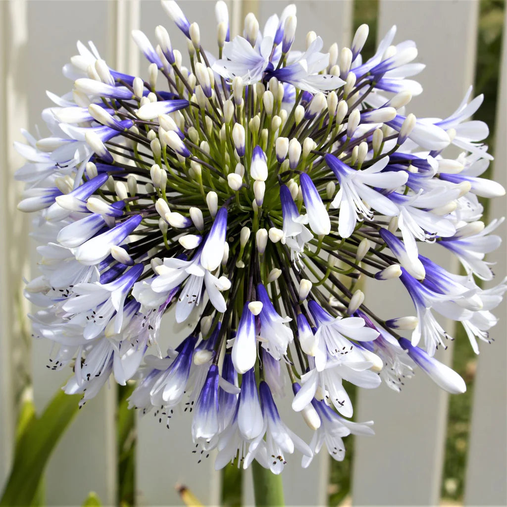 Agapanthus 'Twister' African Lily