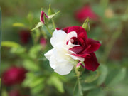 View Rare Twin Roses - Seeds image 1