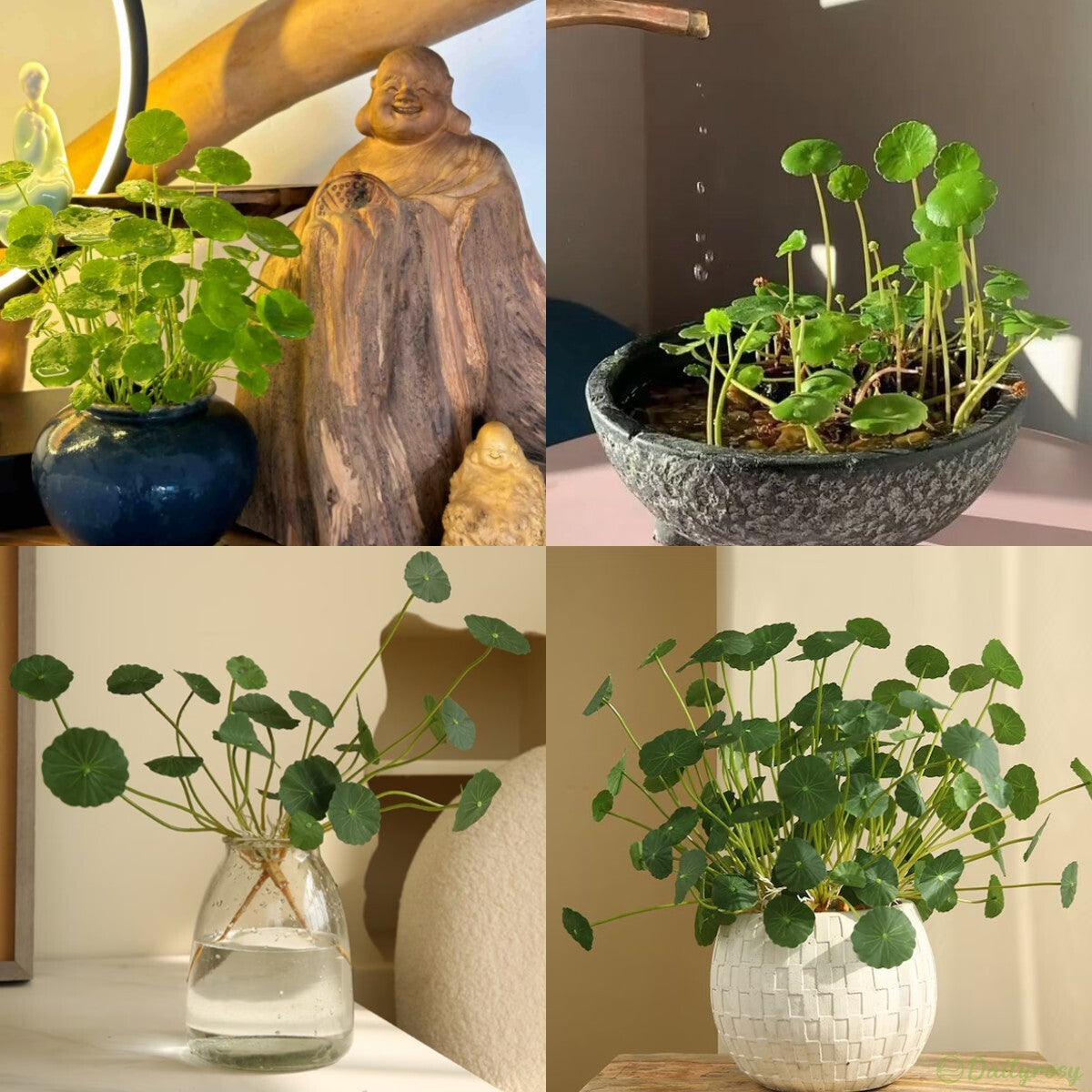 Copperleaf Seeds: Grow Your Own Luck and Prosperity! 🌿💰