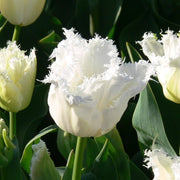 View White Fringed Tulip Seeds image 6