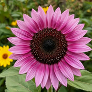 View 🌌🔥 Blue Flame Sunflower Seeds – The Rarest Sunflower You'll Ever Grow! 🌻 image 6