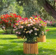 View Rainbow's End Rose-Bring the Rainbow Home 🏡🌈 image 5