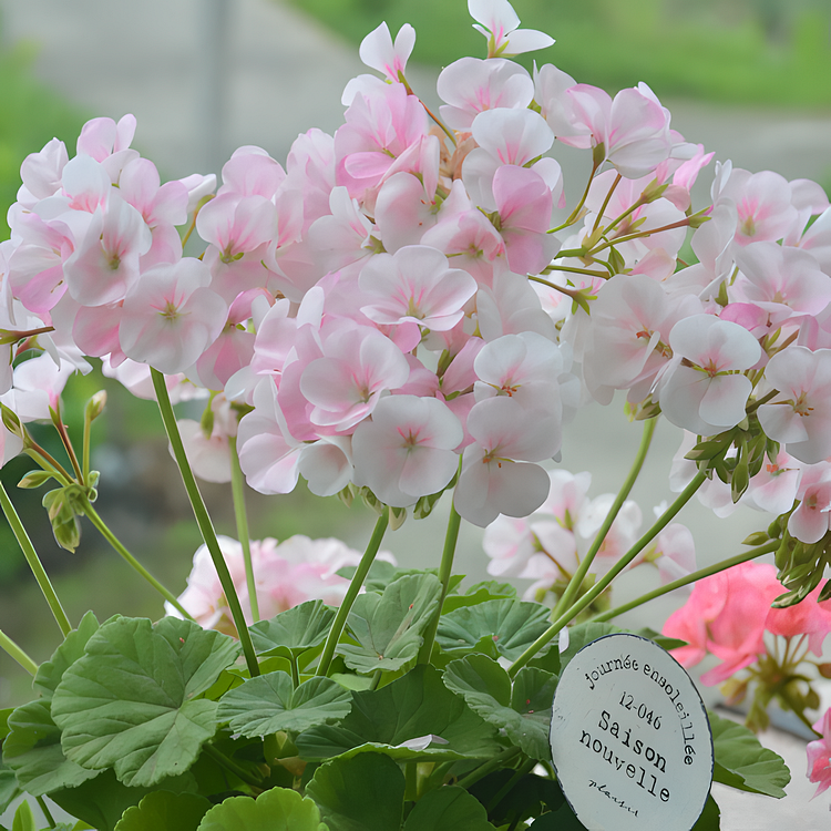 ✨Geranium – The Colorful and Cheerful Fairy of Your Balcony!
