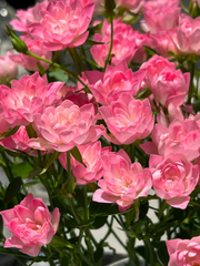 View 🌸Lotus Star Rose Seeds: Blooming All Year, Bringing Continuous Good Fortune🌸 image 3