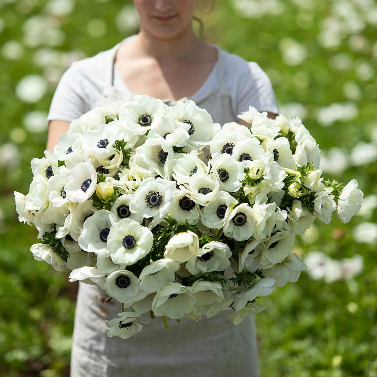 De Caen White Anemone Seeds