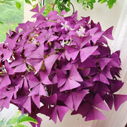 View Oxalis Triangularis Purple Shamrock Good Luck Plant image 6