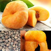 View 🌟Golden Legend - Golden Peach Seeds image 3
