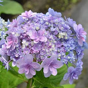View Ayesha Hydrangea macrophylla image 2