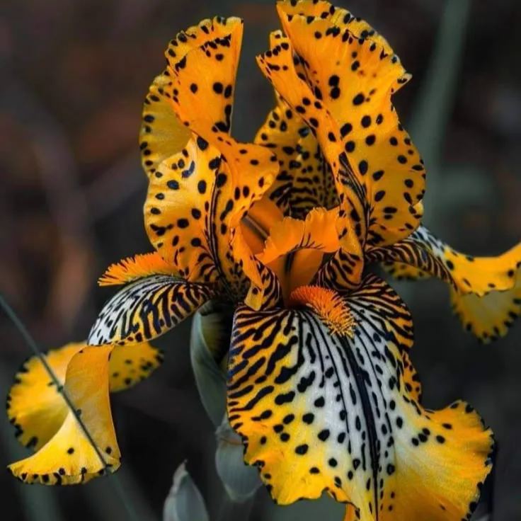 Rare Iris Bulbs⚜️