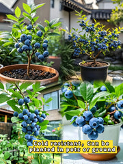 View King of Berries - Giant Blueberry Fruit Seeds - Four Seasons Plants image 1